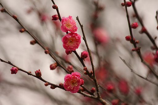 紅梅