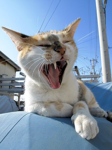 大あくび〜