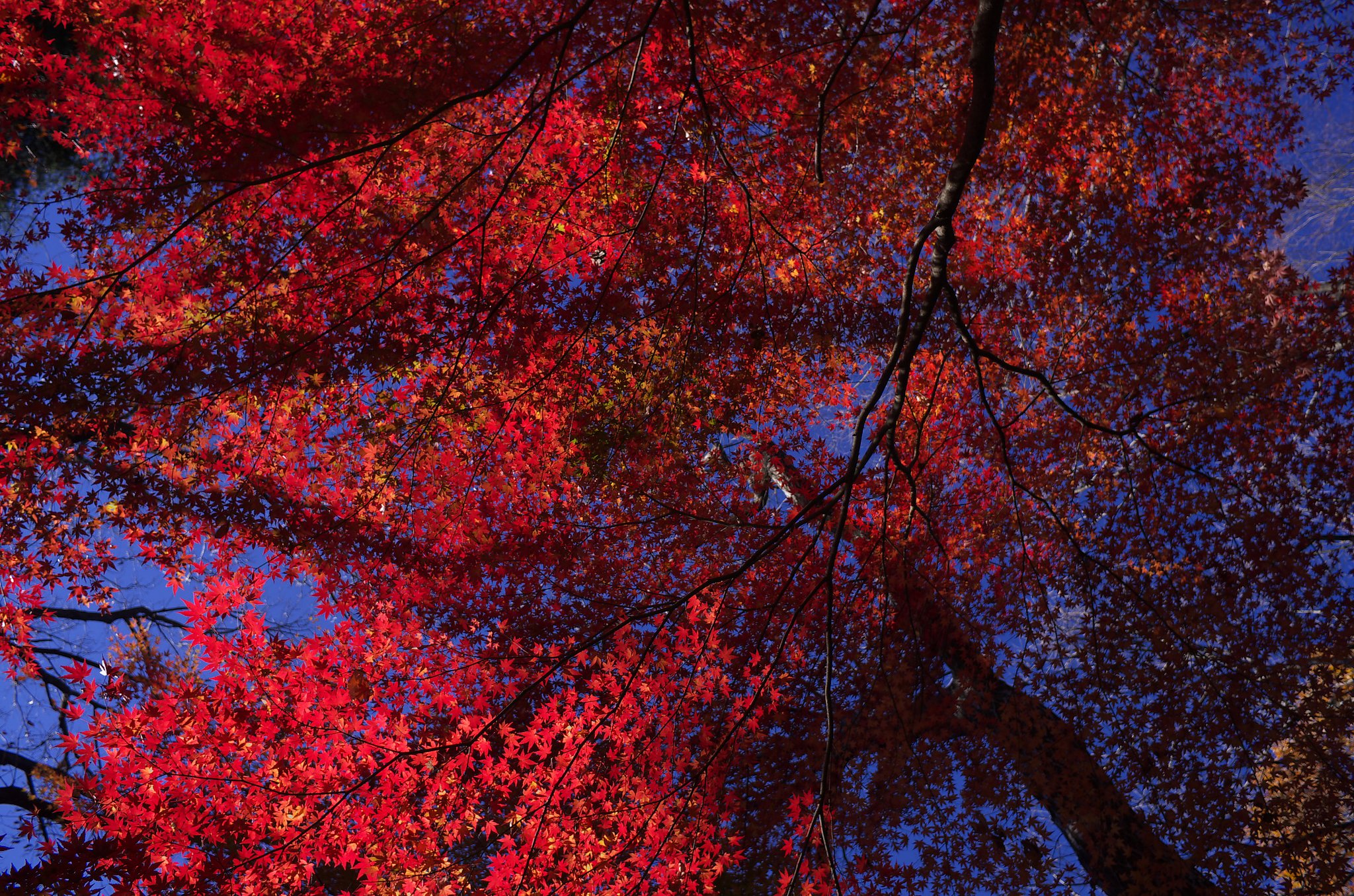 最後の紅葉