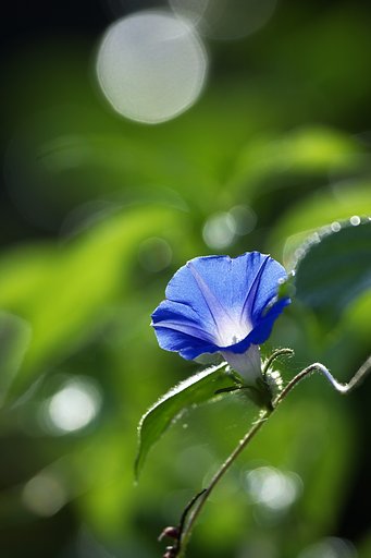 朝日に輝く・・・・