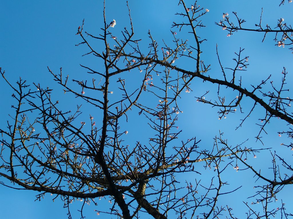 ‘あたみ桜’ちらほら