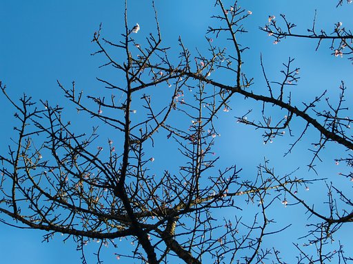 ‘あたみ桜’ちらほら