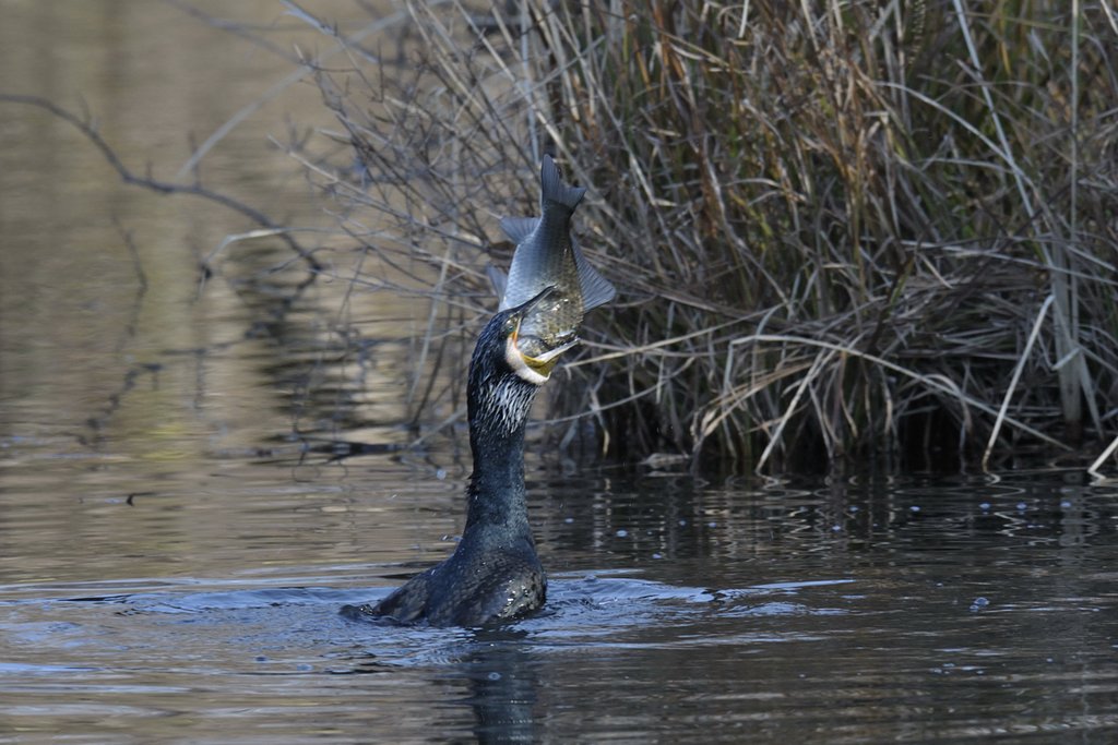 逃した魚は・・・