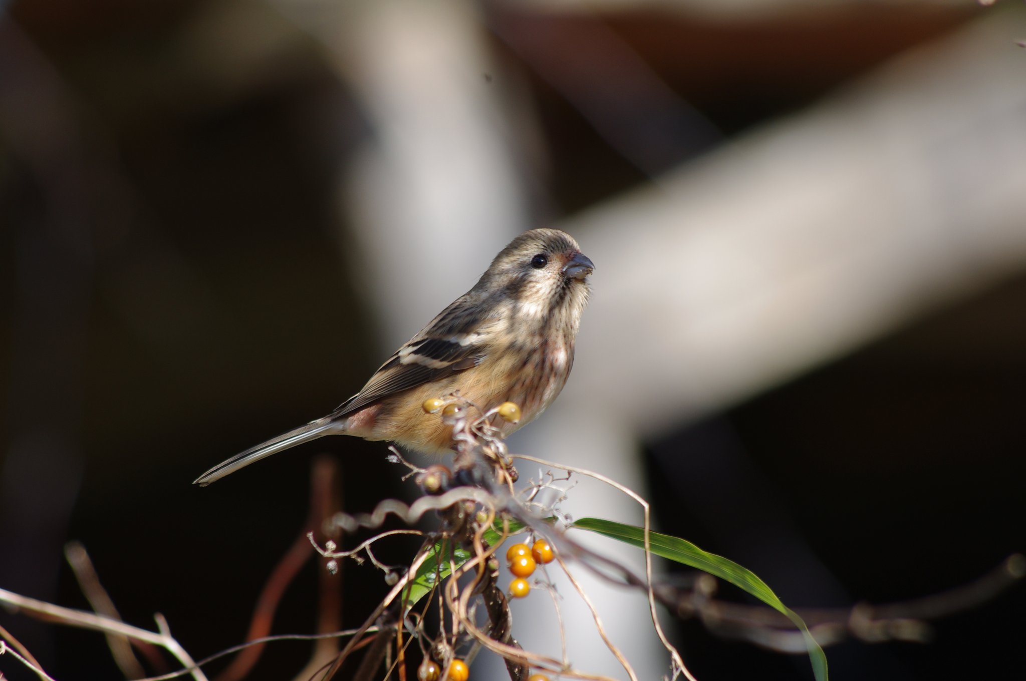 ベニマシコ♀
