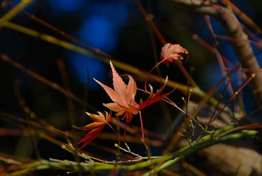 最後の紅葉・・・大晦日