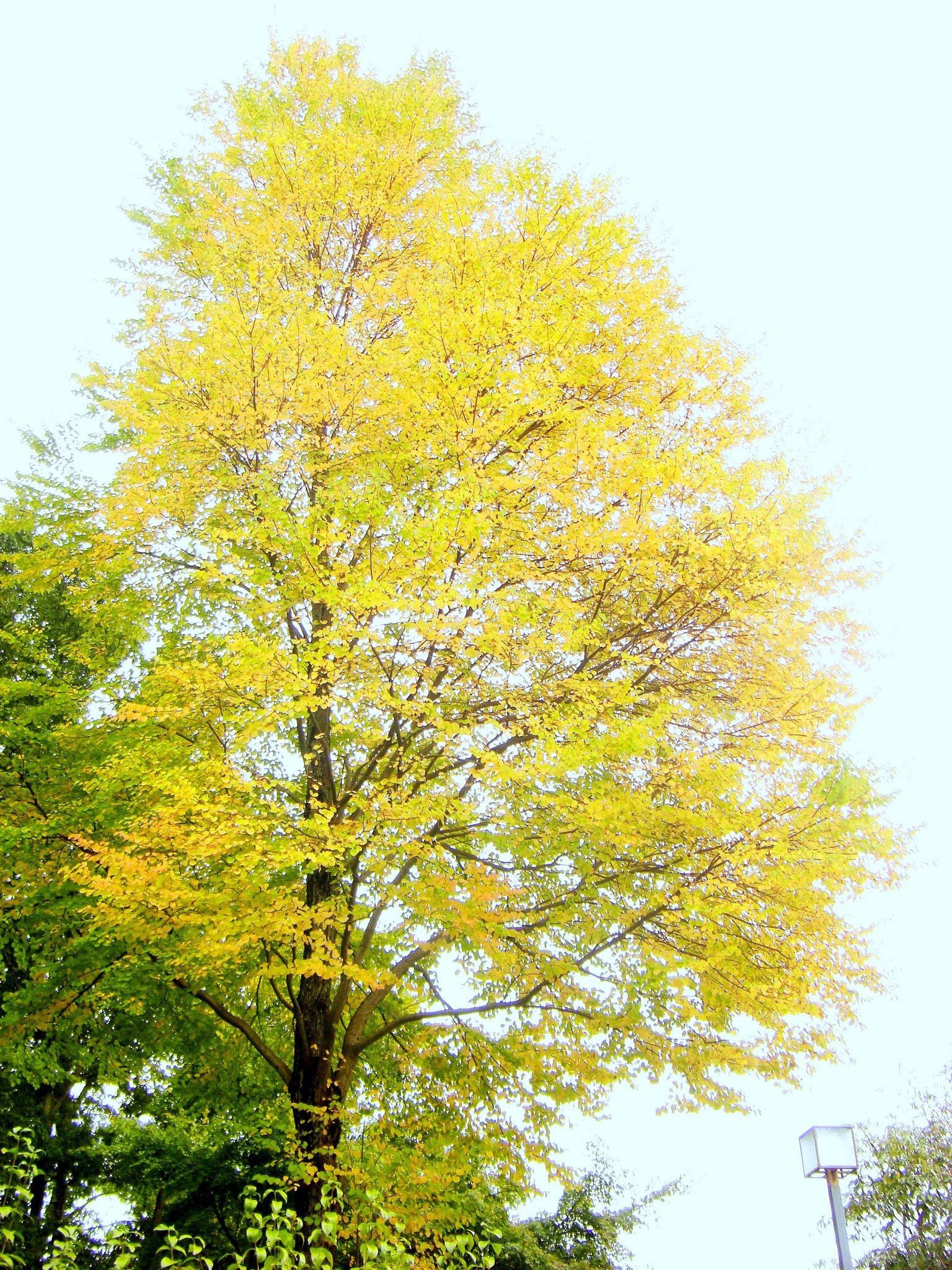 色づく黄葉（銀杏）
