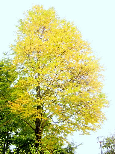 色づく黄葉（銀杏）