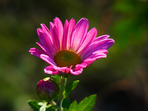 小菊