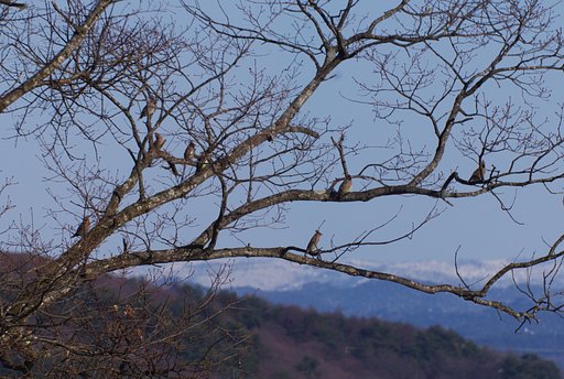 岩手の山で、レンジャクの群れ