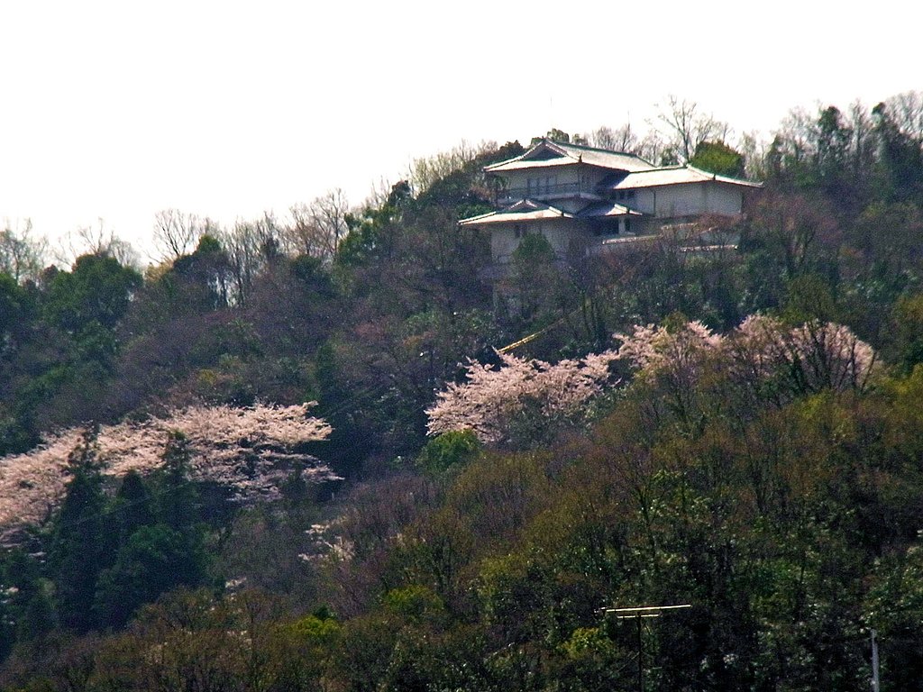 遠望の桜