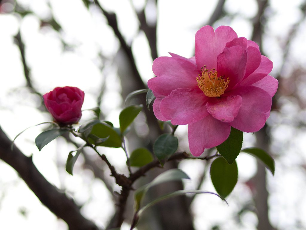 冬空に花一輪。春を待つ蕾ひとつ。