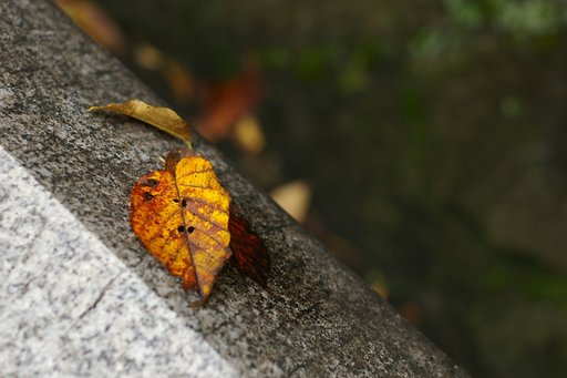 濡れ落ち葉もたまにはいいかな