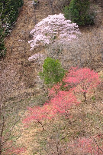 桜日和 Ver2