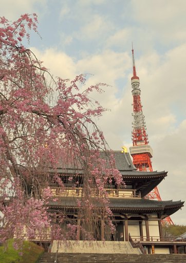 しだれ桜