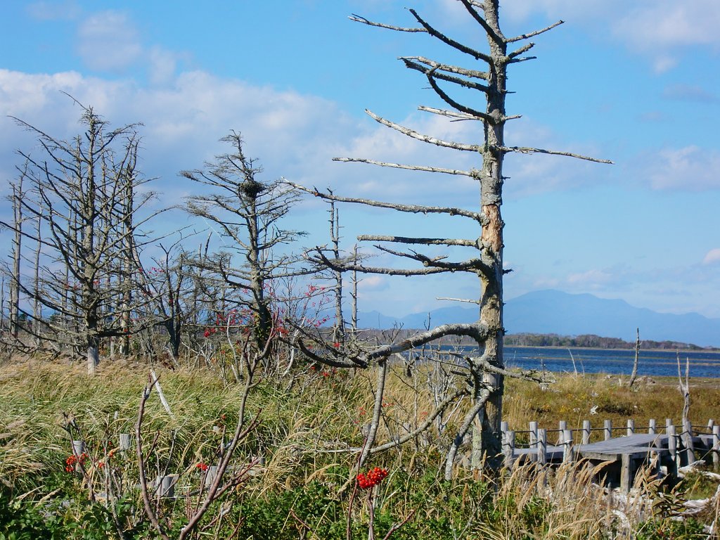 野付半島・トドワラ