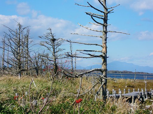 野付半島・トドワラ