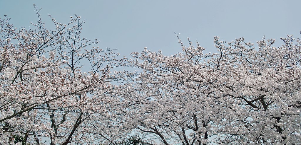 【おだやかに・・・春】淡い色で満開になりました