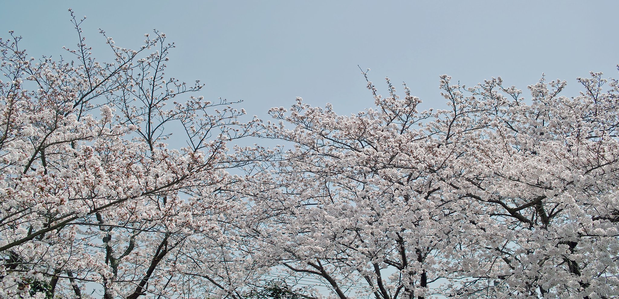 【おだやかに・・・春】淡い色で満開になりました