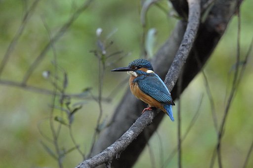 カワセミ