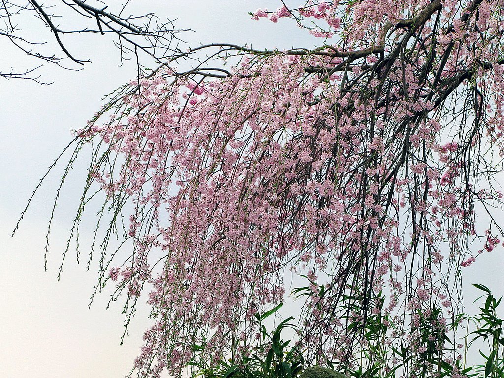 枝垂れ桜