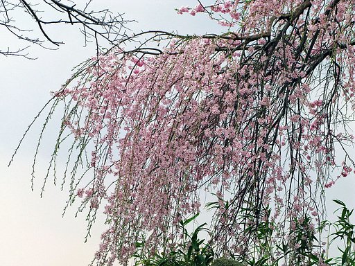 枝垂れ桜