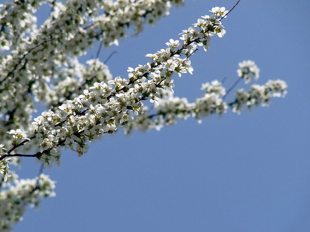 White&Blue