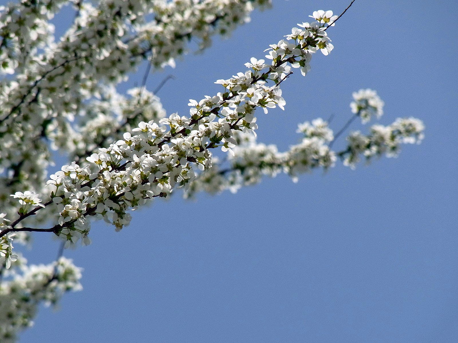 White&Blue