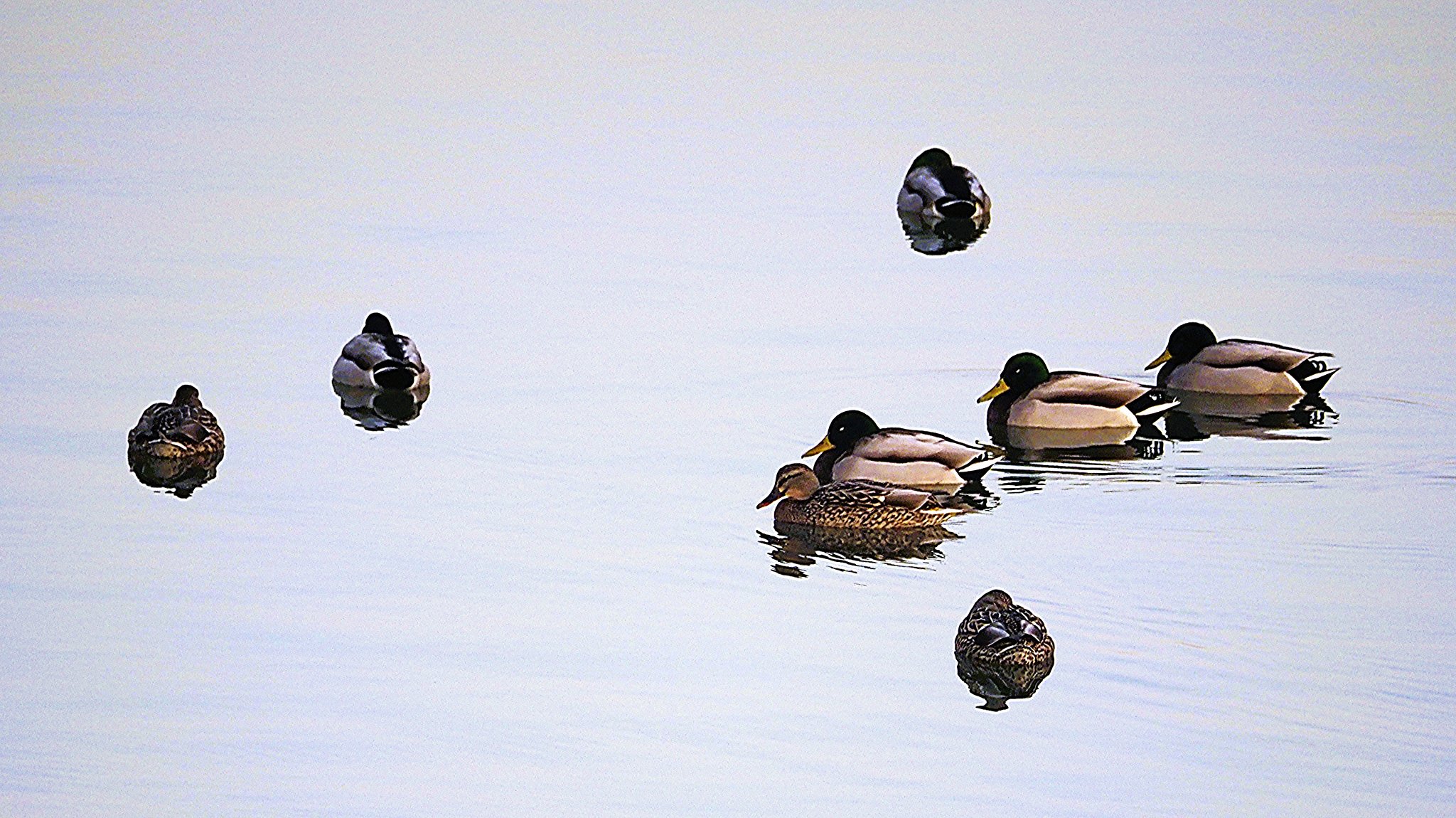 Olympus MDZ75-300mmF4.8-6.7
