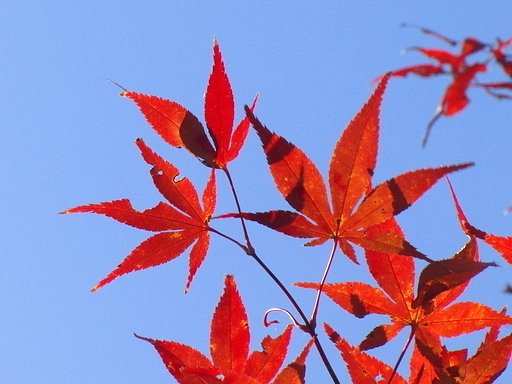 赤くなりました