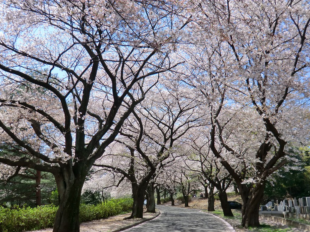津田山の桜