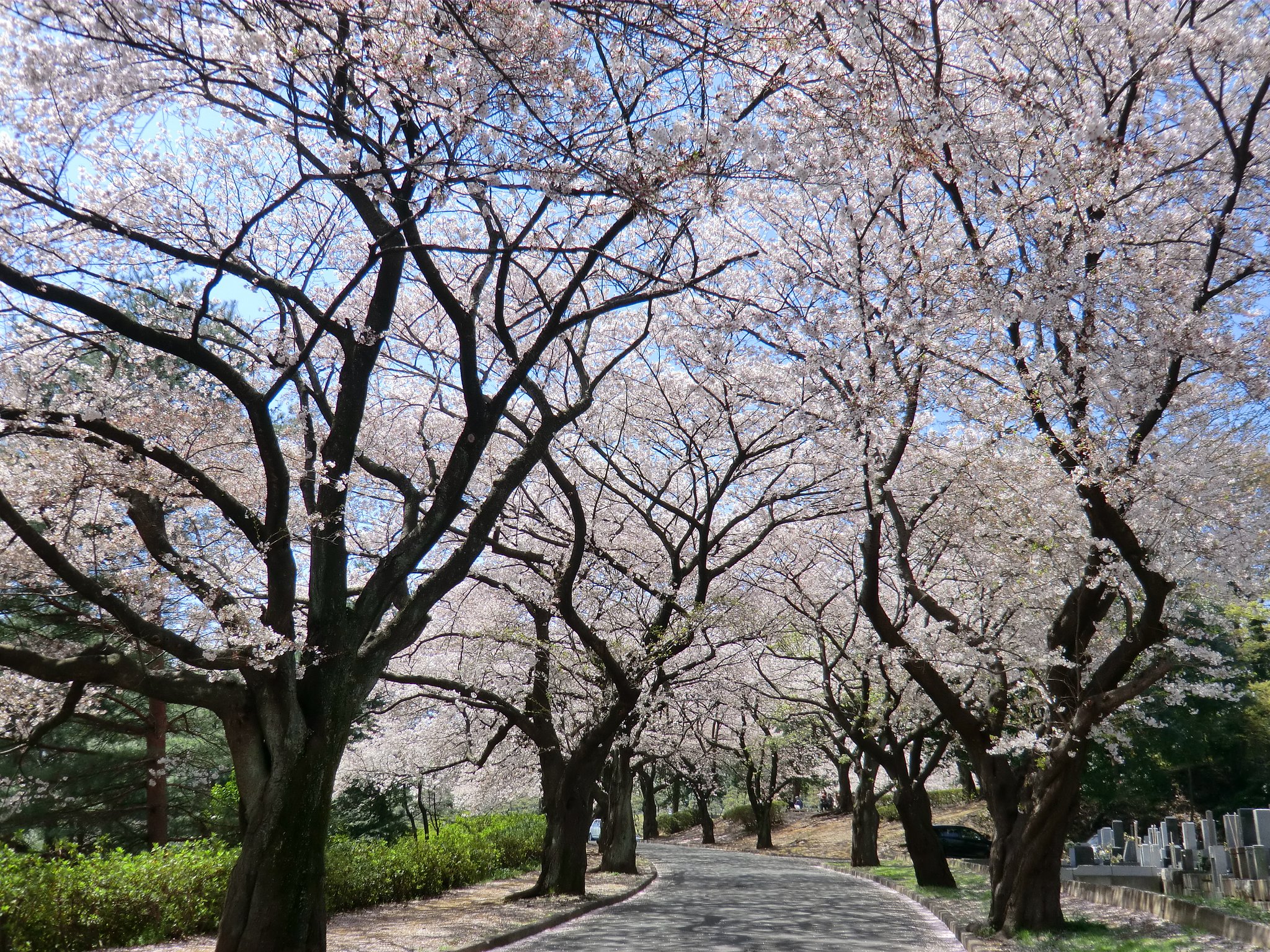 津田山の桜