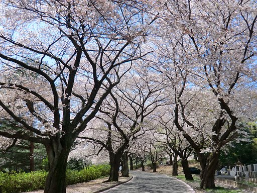 津田山の桜