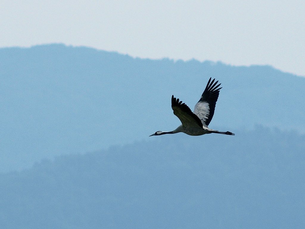 クロヅル