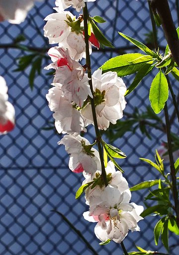 【　おだやかに春の・夕　】‐Ⅰ