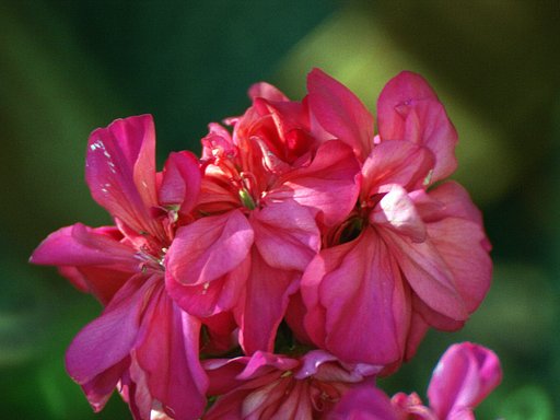 ミラーレンズで花を撮りました。