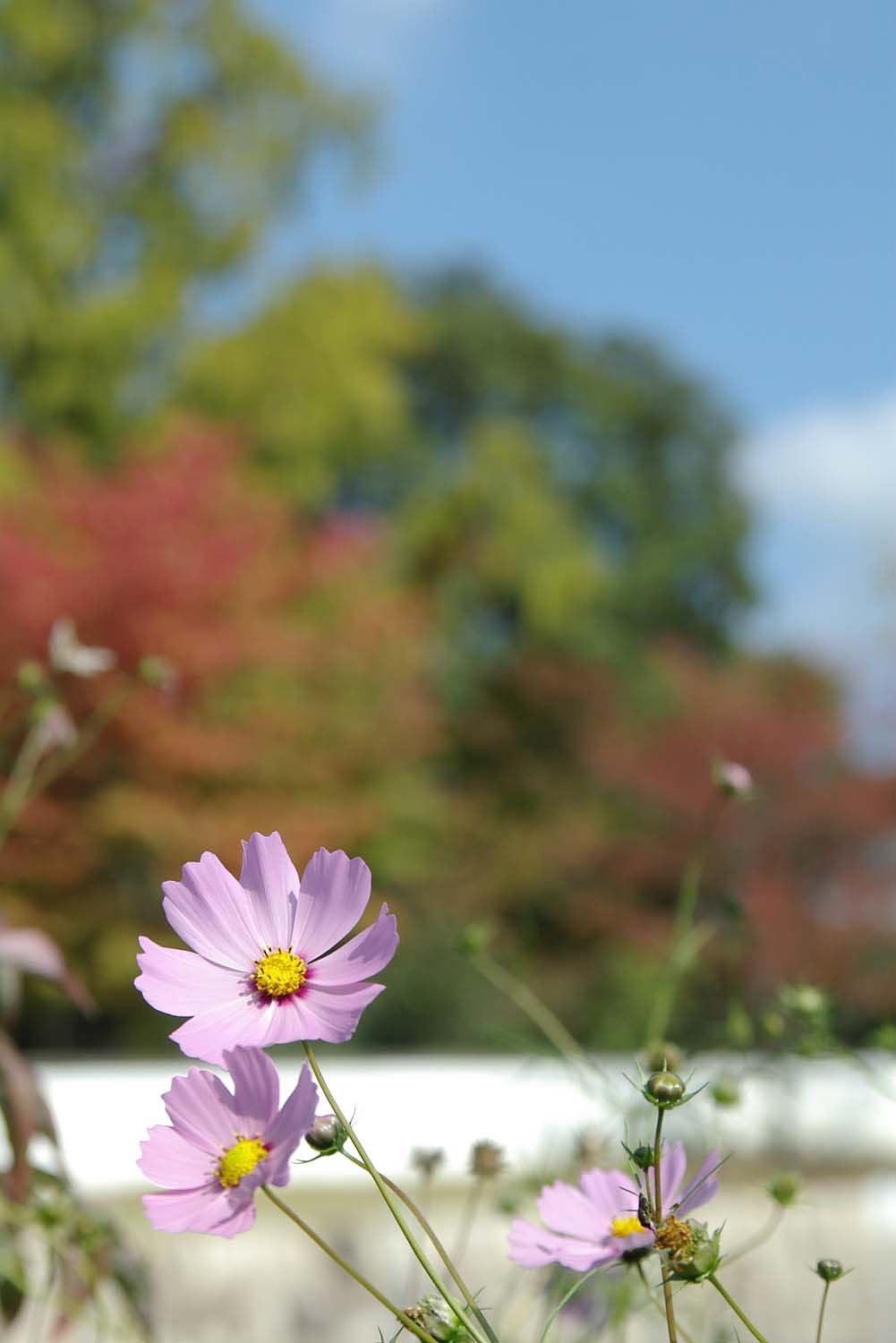 コスモスと紅葉
