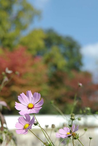 コスモスと紅葉