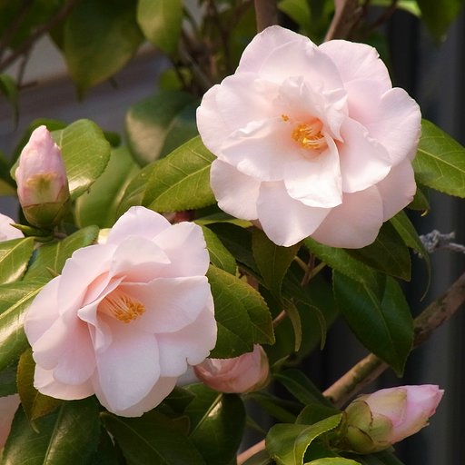 【おだやかに・・・春】椿開花