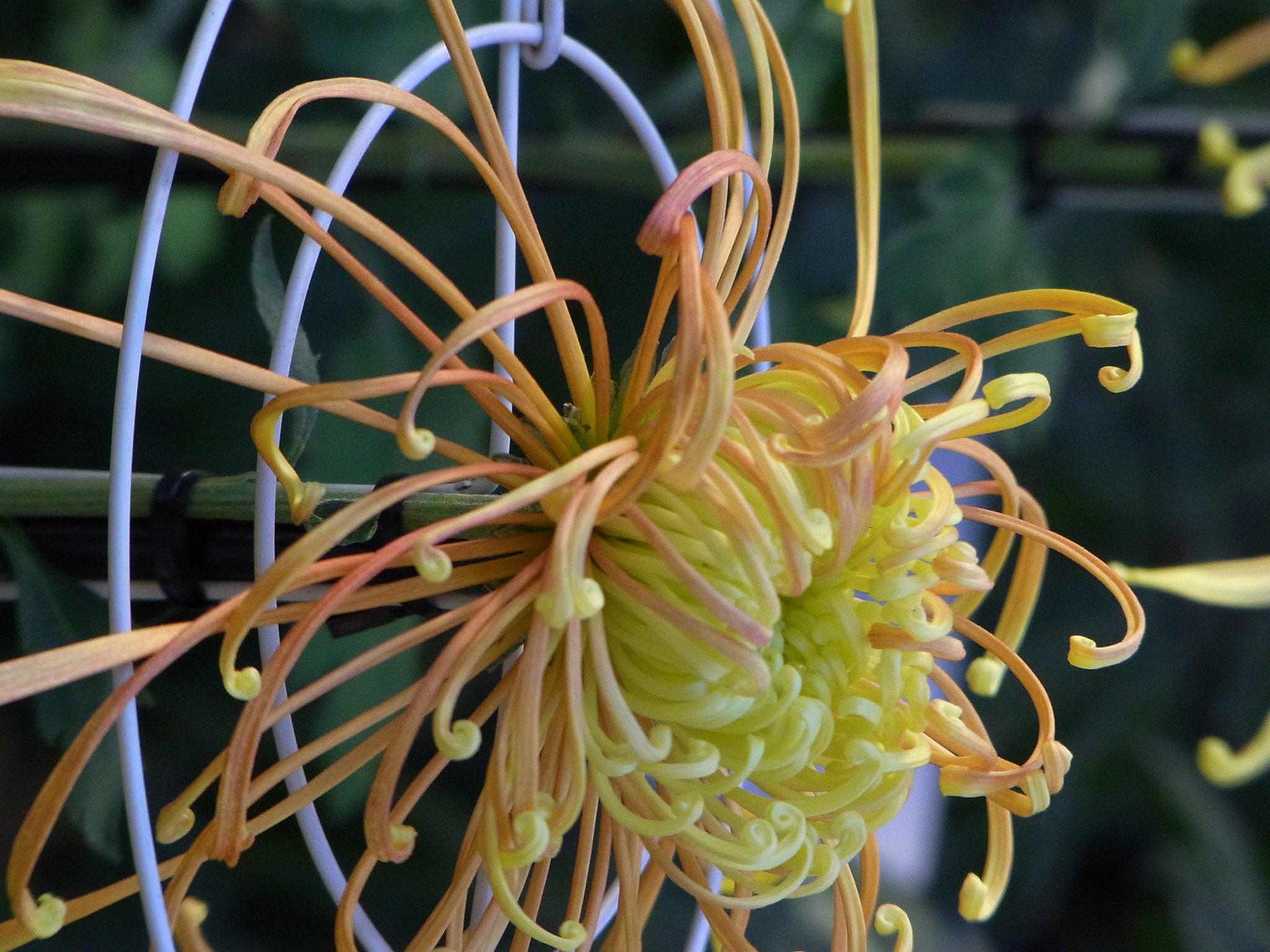 菊