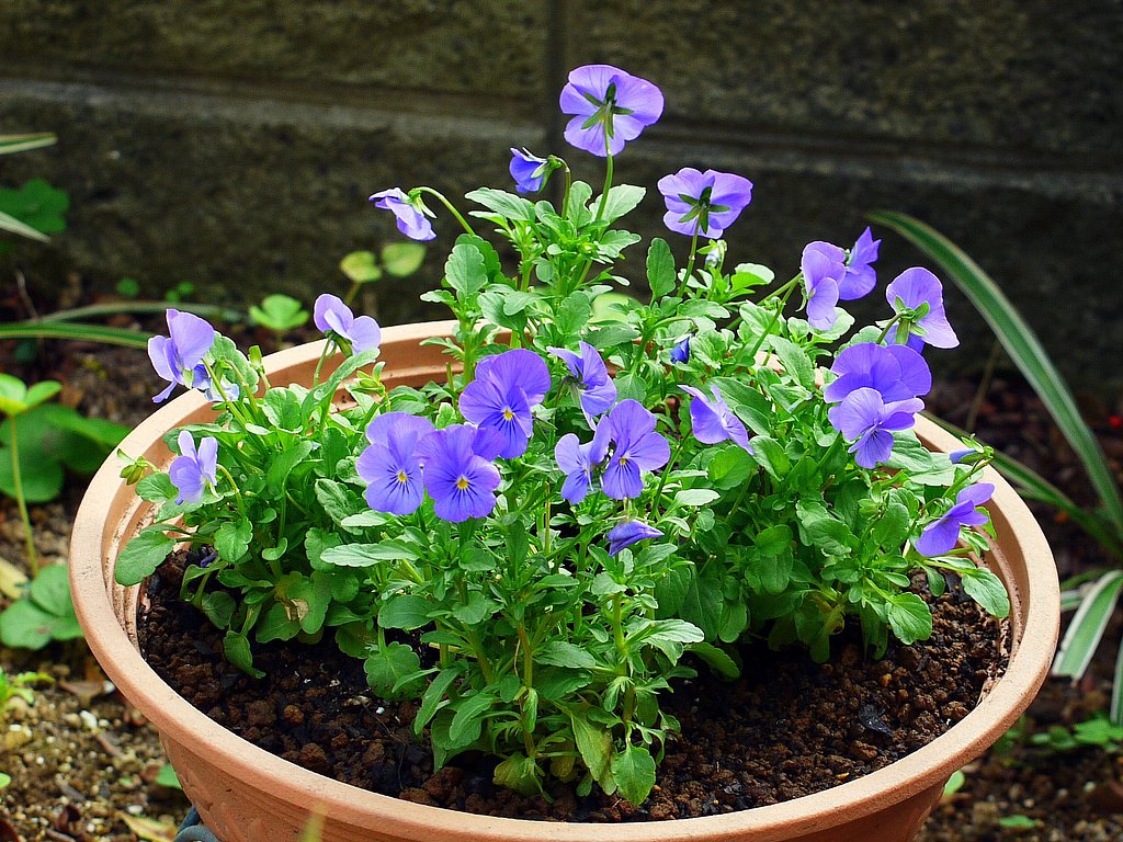 ブルーの花