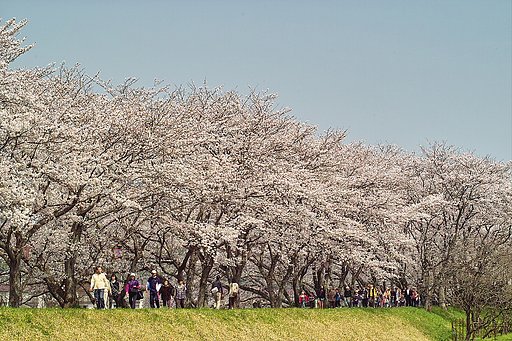 【おだやかに・・・・春】 さくら土手＃７