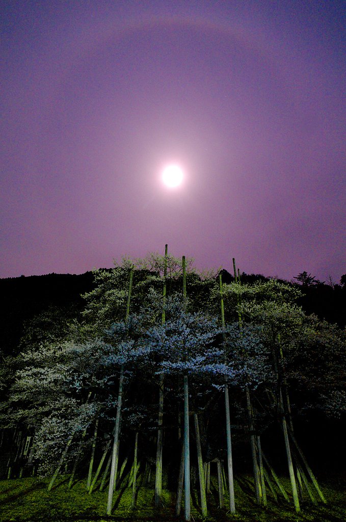【おだやかに・・・春】神宿る根尾淡墨桜