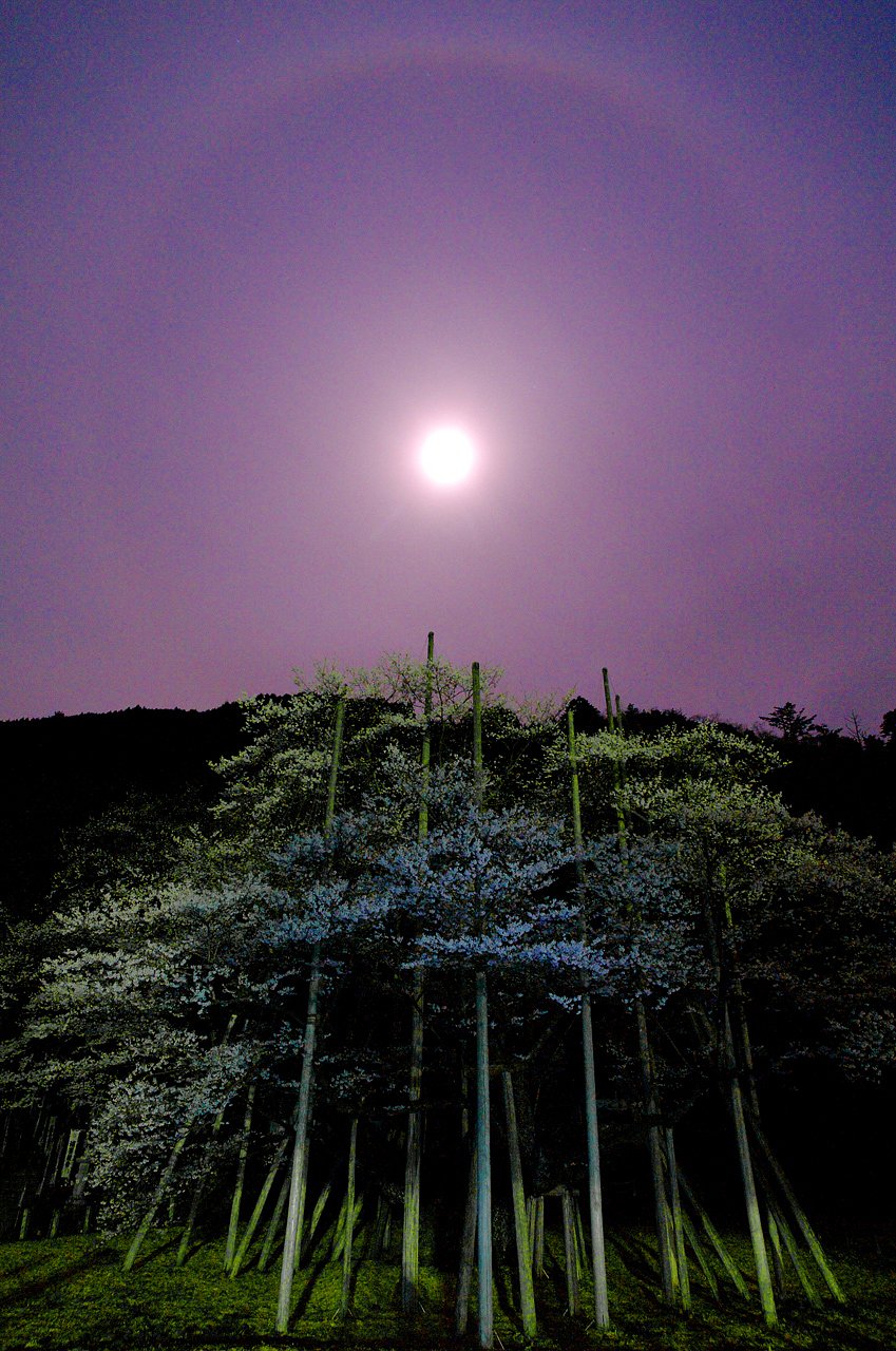 【おだやかに・・・春】神宿る根尾淡墨桜