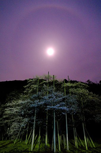 【おだやかに・・・春】神宿る根尾淡墨桜