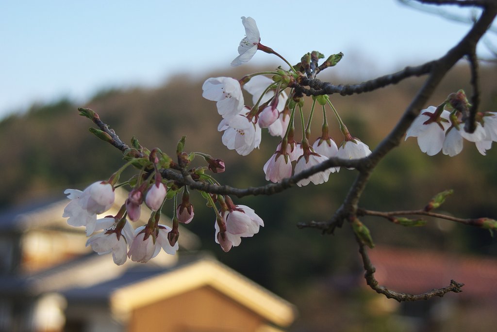 奥地にもソメイヨシノが・・