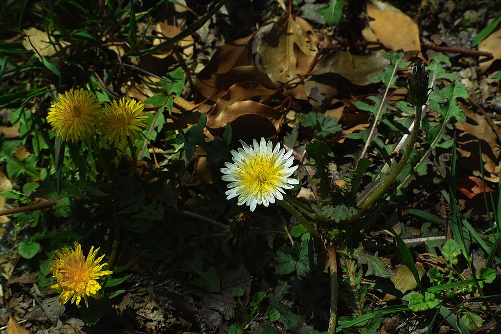 白花、黄花タンポポ