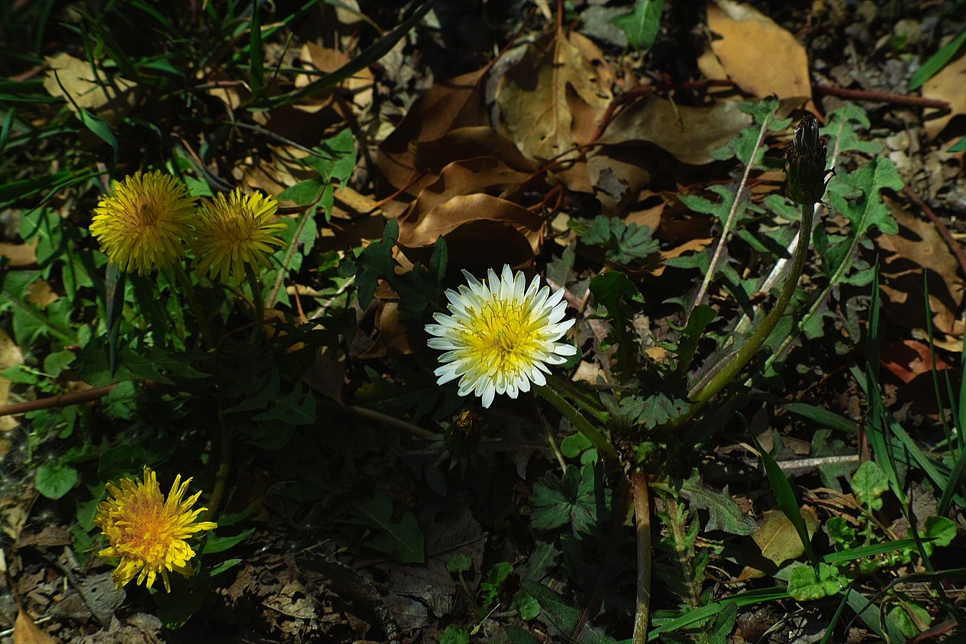 白花、黄花タンポポ