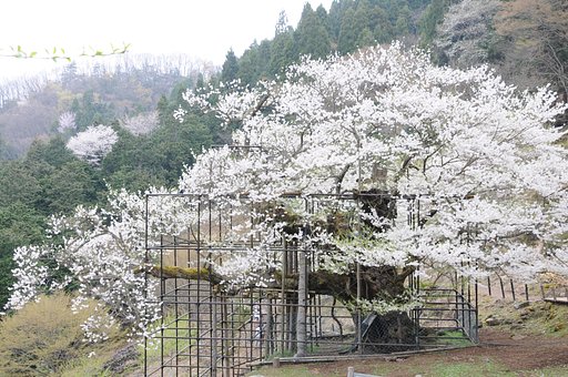 樽見の大桜