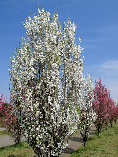 街路樹　花桃