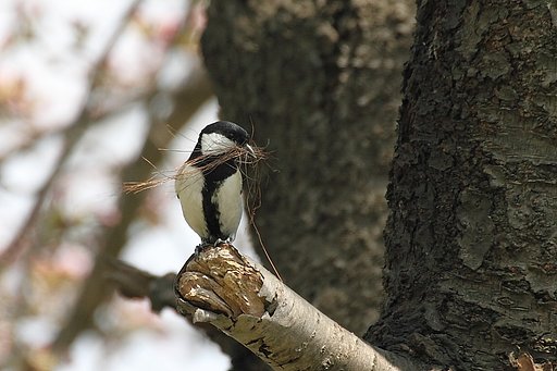 シジュウカラ